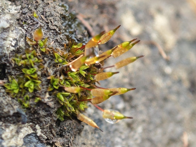 Common Candle Snuffer Moss photo 3
