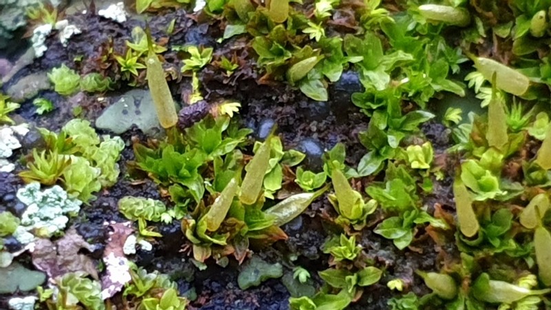 Common Candle Snuffer Moss photo 4