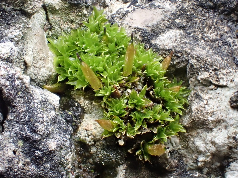 Common Candle Snuffer Moss photo 5