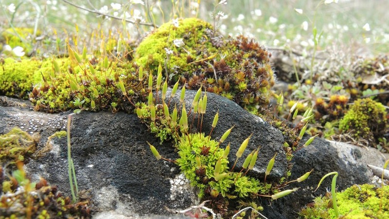 Common Candle Snuffer Moss photo 6