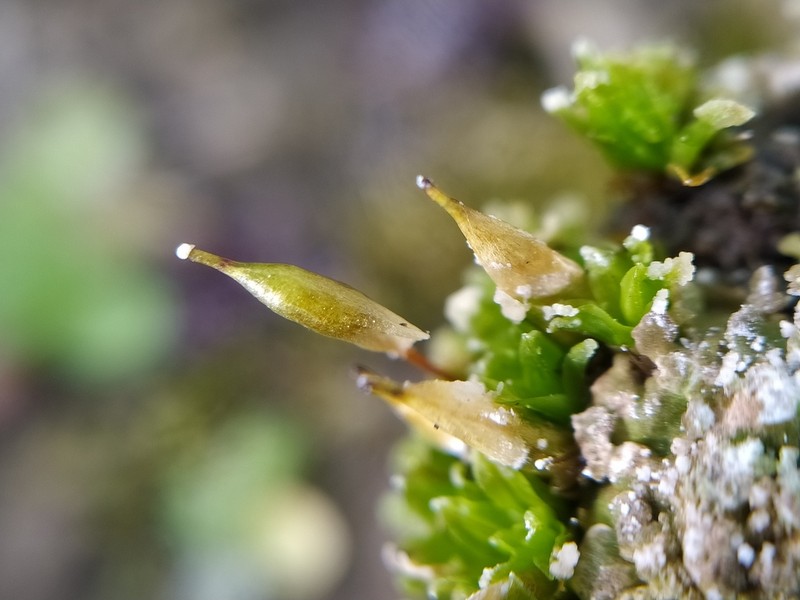 Common Candle Snuffer Moss photo 8