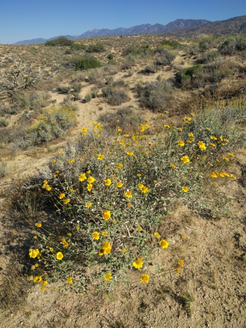 Encelia actoni