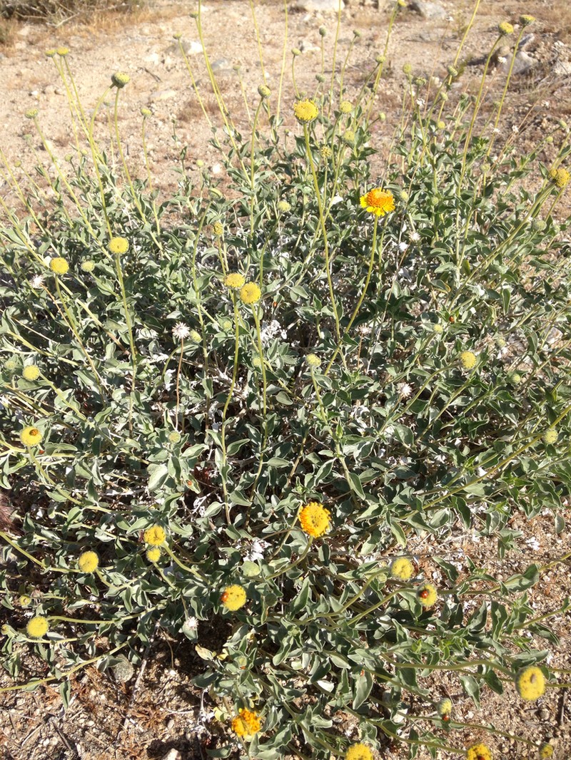 Encelia actoni photo 2