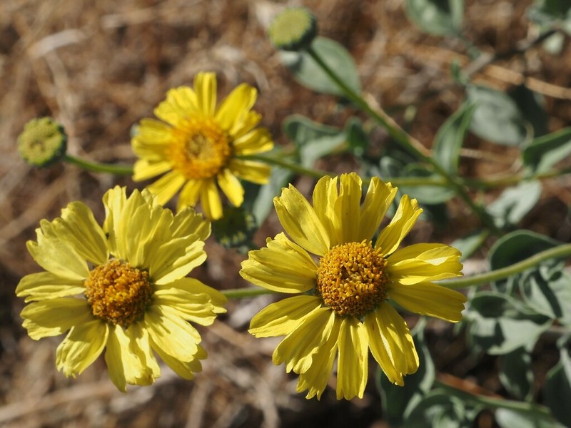 Encelia actoni photo 3