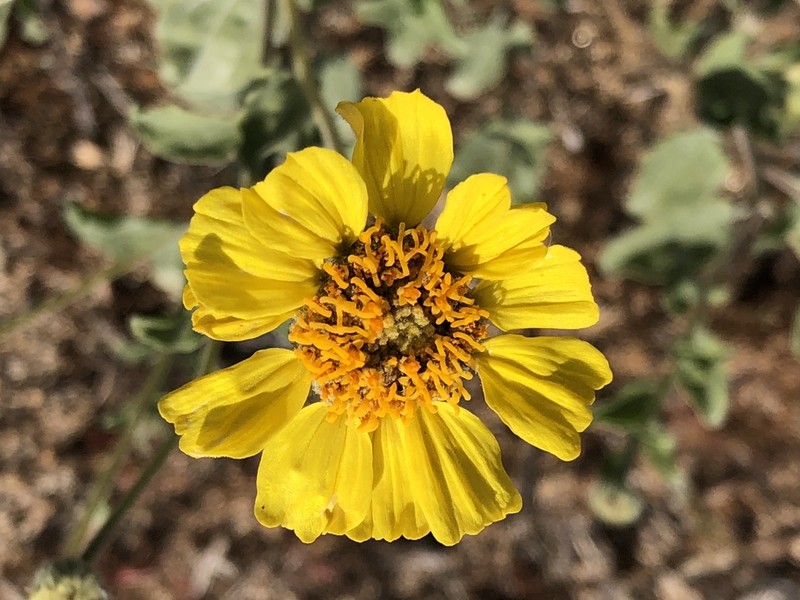 Encelia actoni photo 4