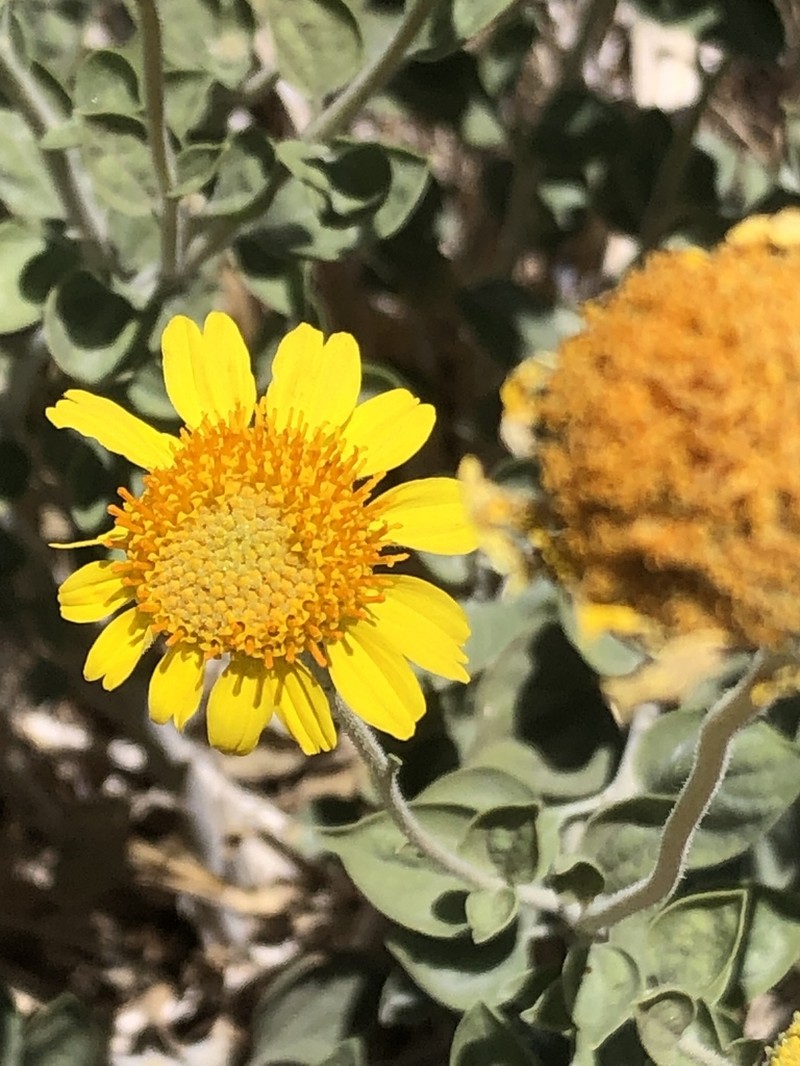 Encelia actoni photo 5