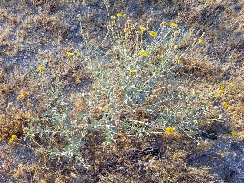 Encelia actoni photo 6