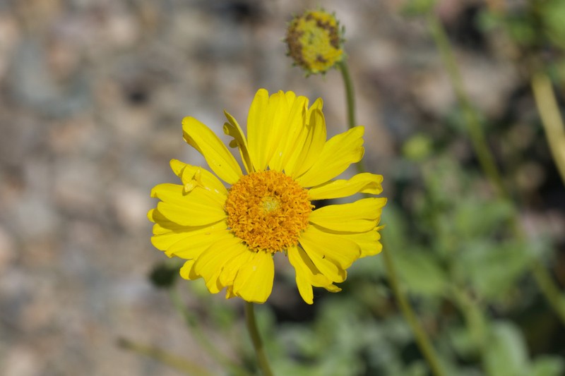 Encelia actoni photo 7