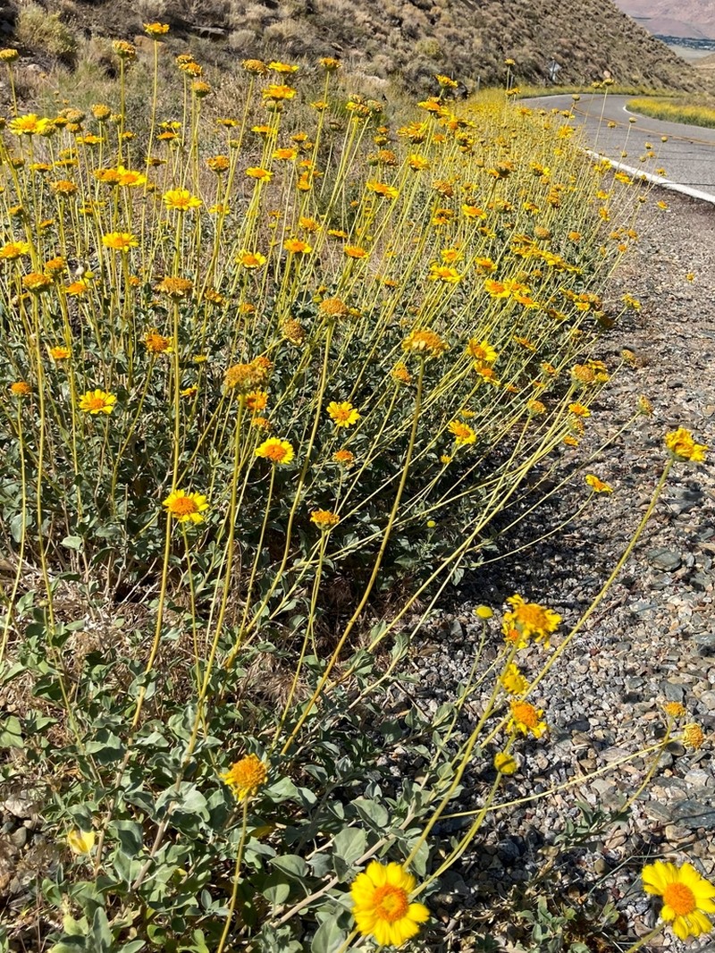 Encelia actoni photo 8