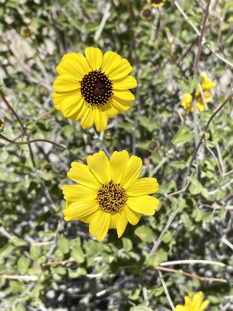 Encelia asperifolia