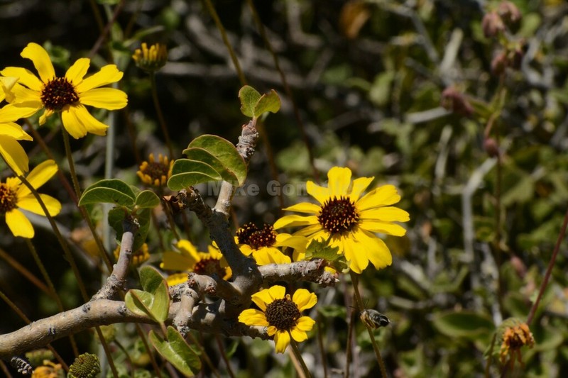 Encelia asperifolia photo 2