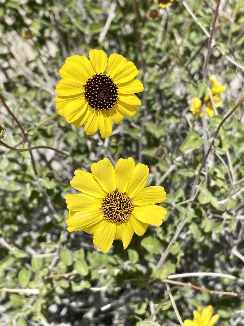 Encelia asperifolia photo 3