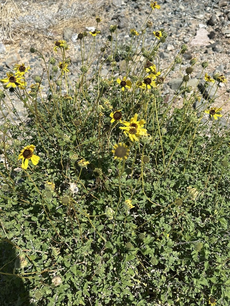 Encelia asperifolia photo 4