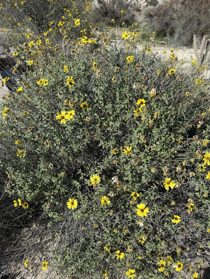 Encelia asperifolia photo 5