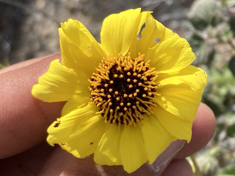 Encelia asperifolia photo 6