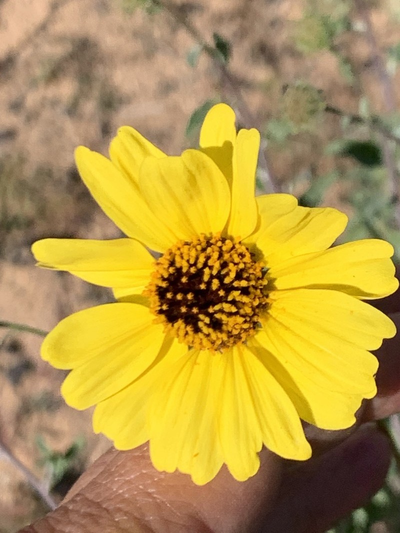 Encelia asperifolia photo 7