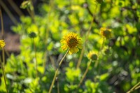 Encelia balandra