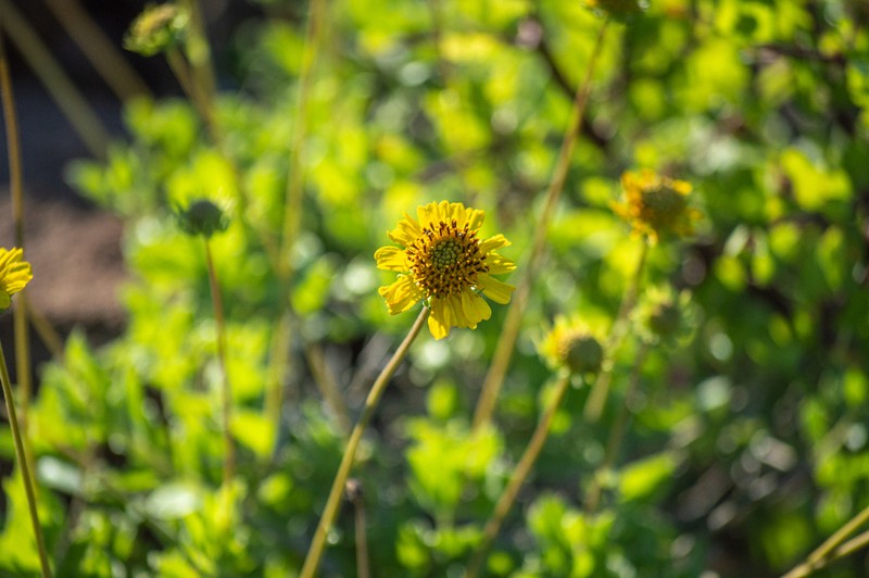 Encelia balandra