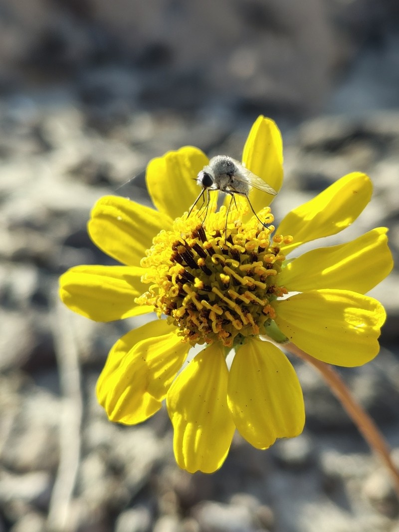 Encelia balandra photo 2