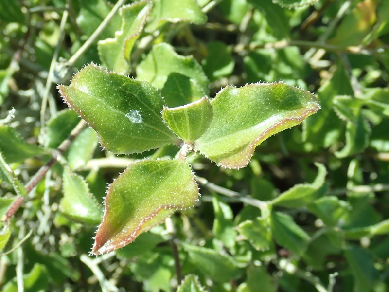 Encelia balandra photo 3