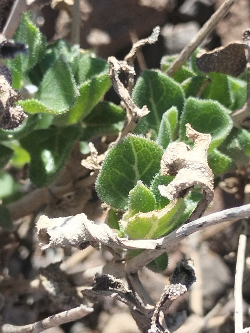 Encelia balandra photo 4