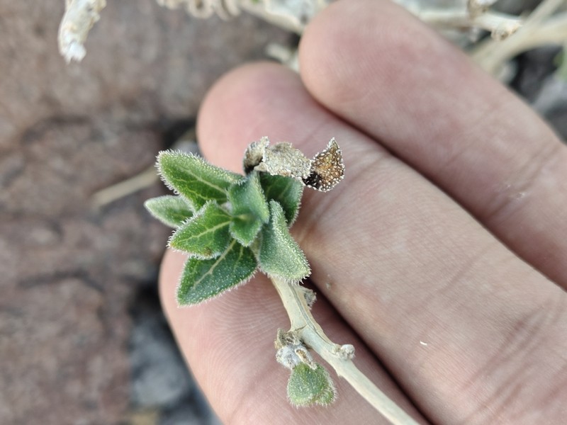 Encelia balandra photo 5