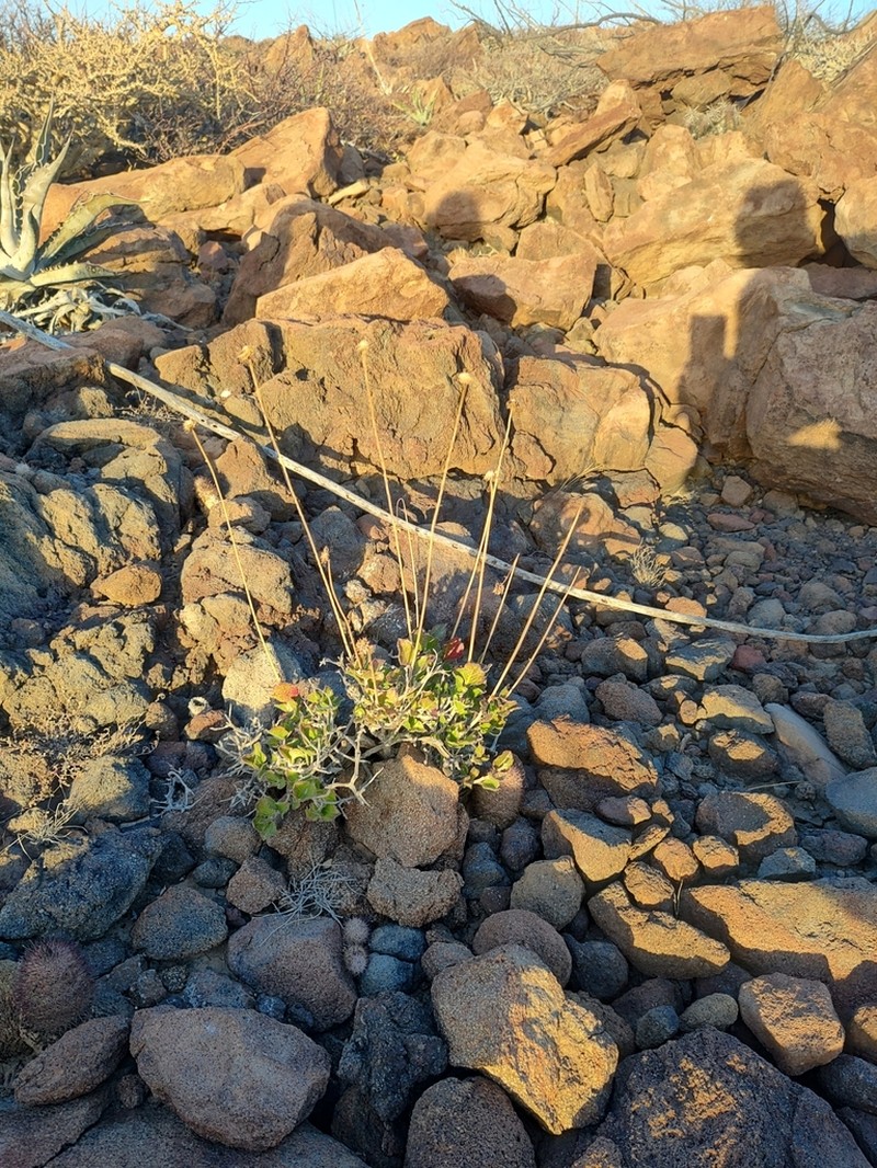 Encelia balandra photo 7