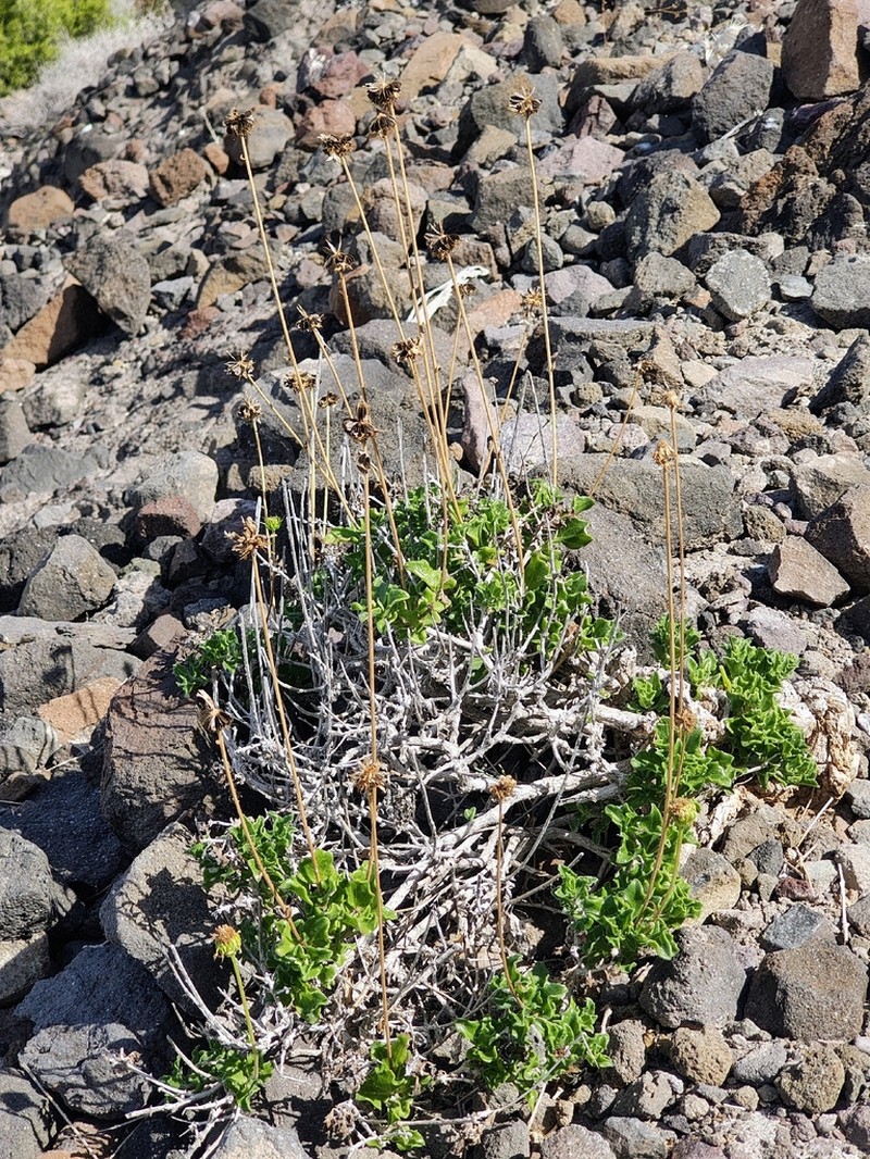 Encelia balandra photo 8