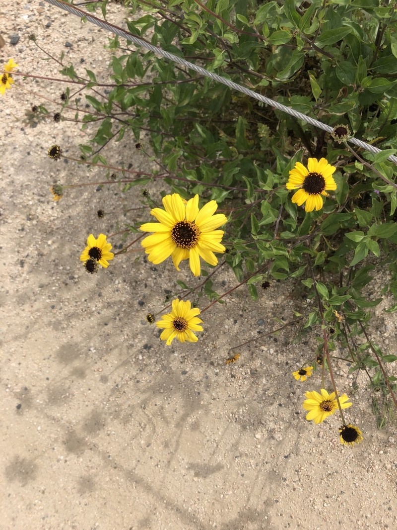 California Brittlebush