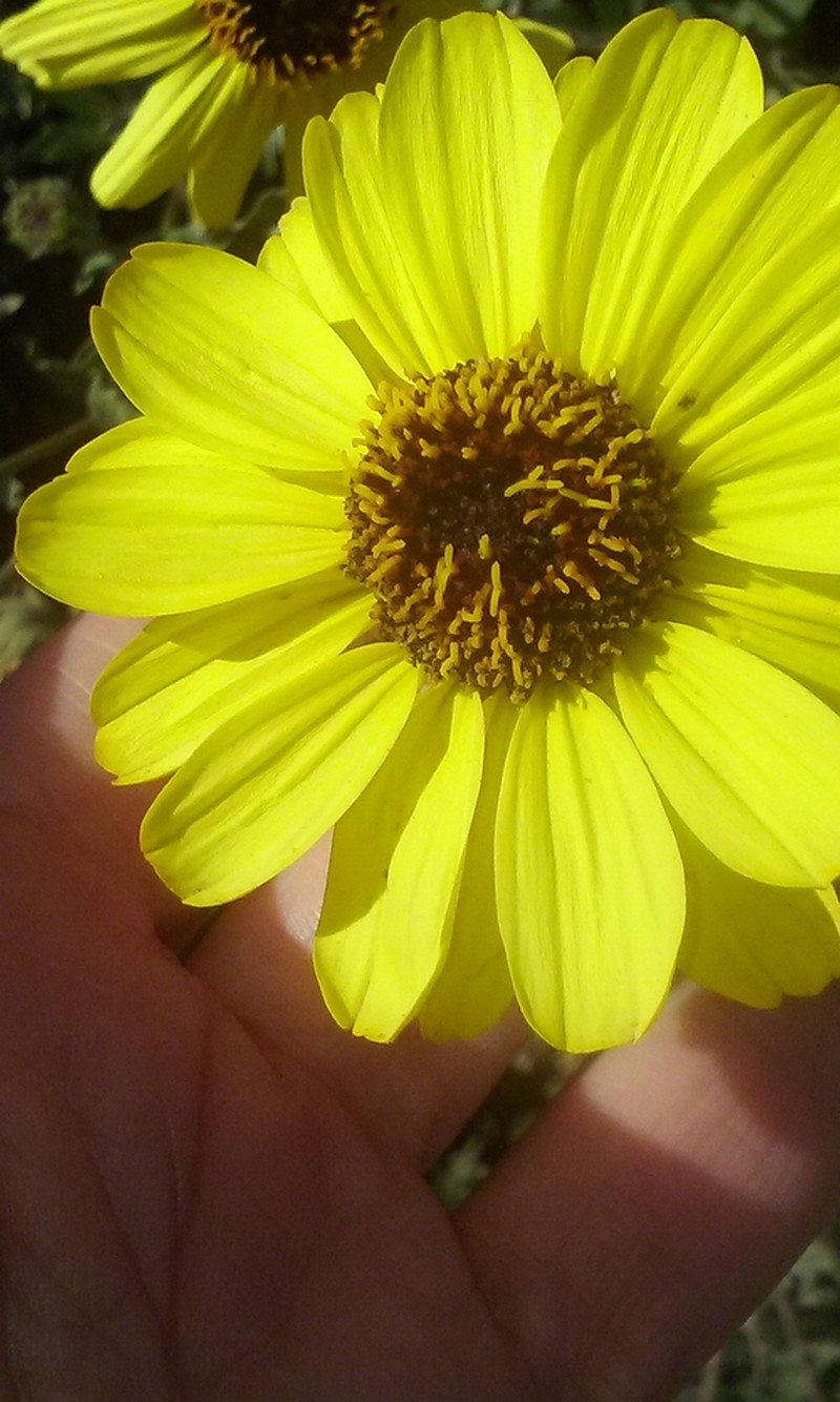 California Brittlebush photo 2