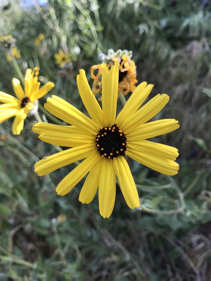 California Brittlebush photo 3
