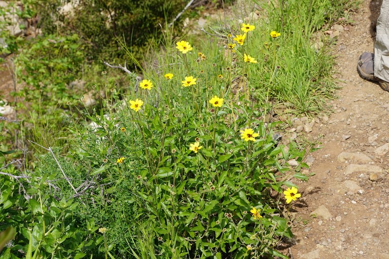 California Brittlebush photo 4