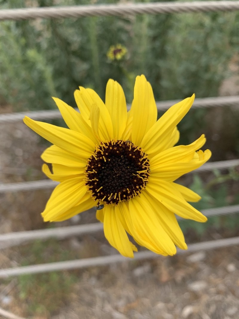 California Brittlebush photo 5