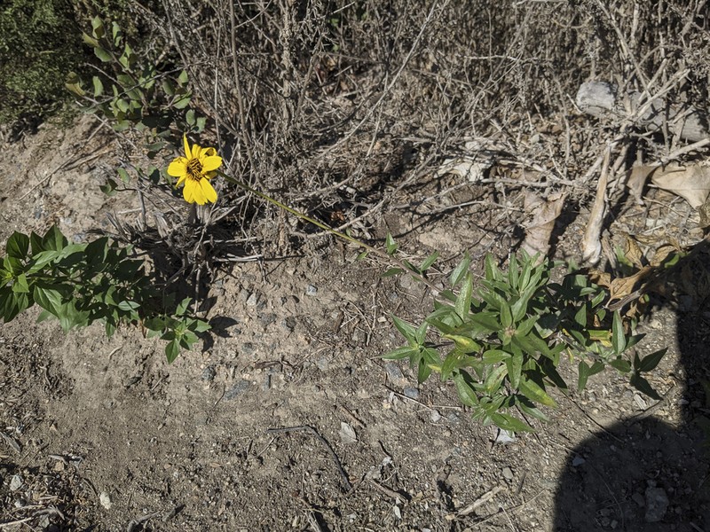 California Brittlebush photo 6