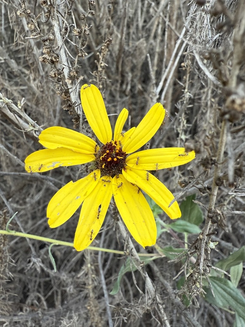 California Brittlebush photo 7