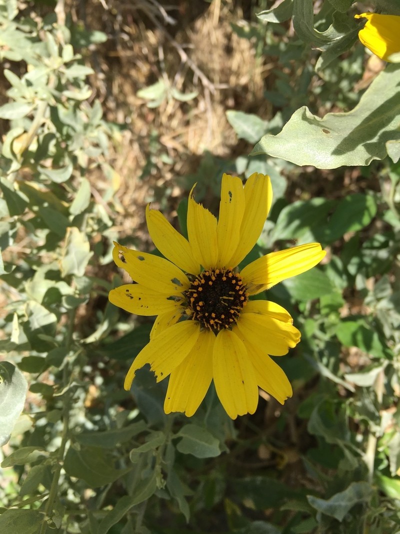 California Brittlebush photo 8