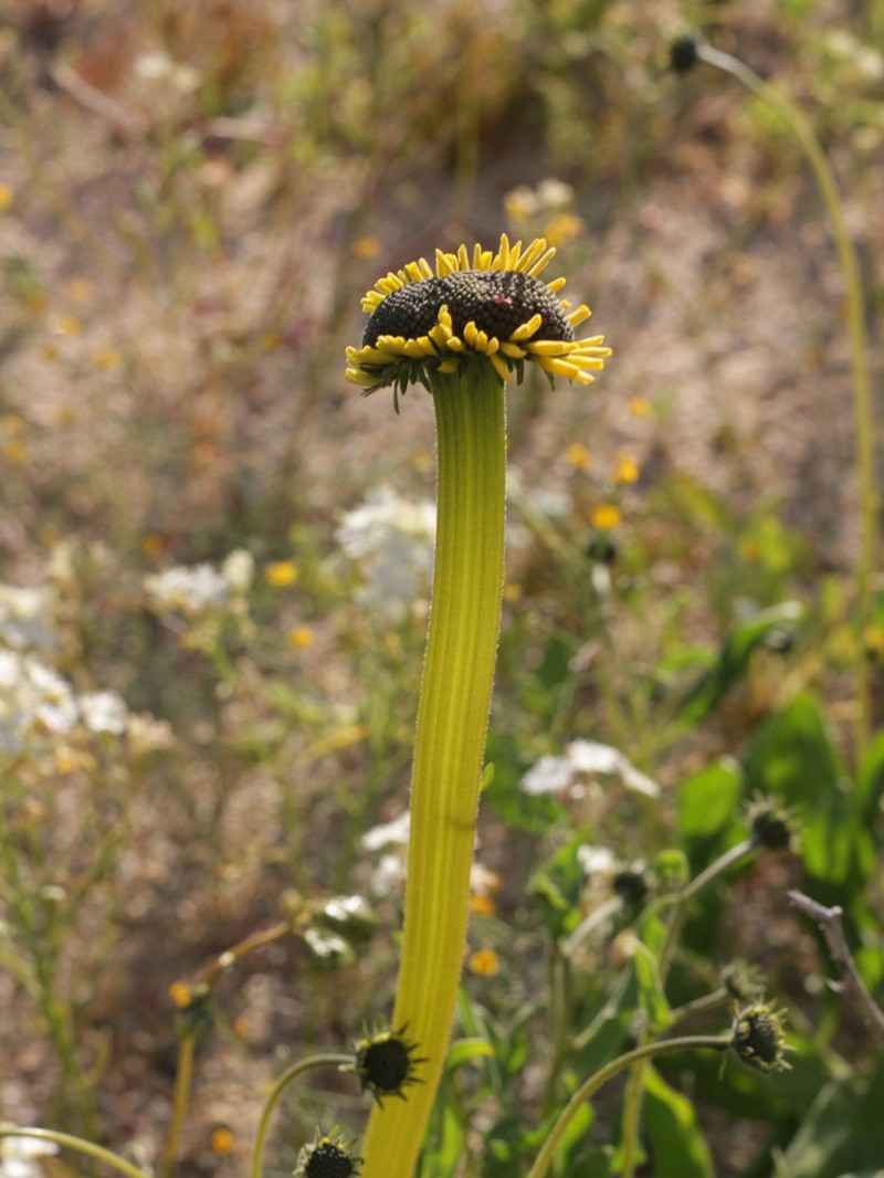 Encelia canescens