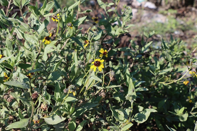 Encelia canescens photo 3