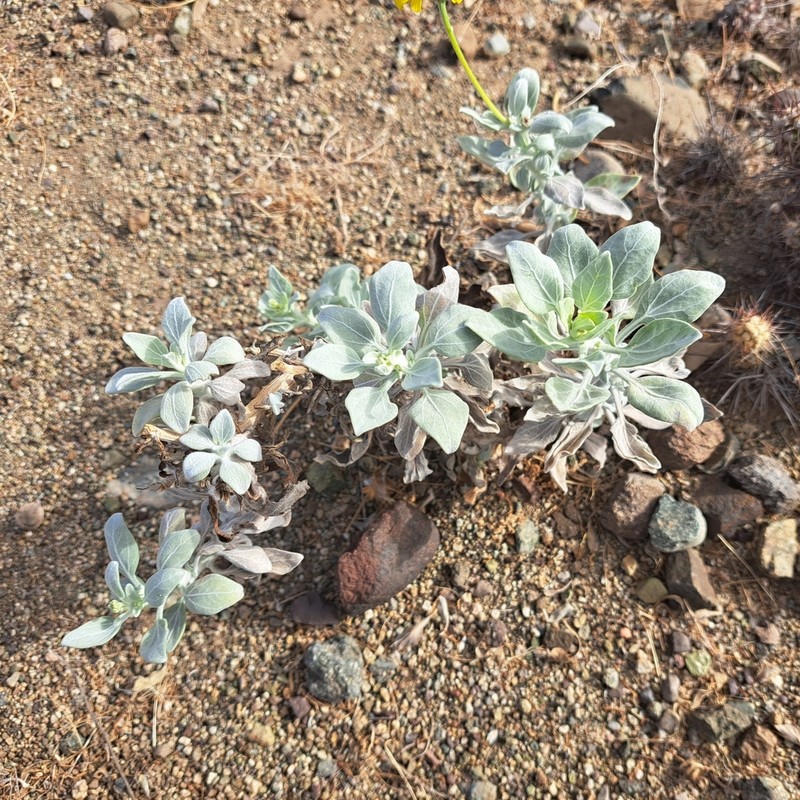 Encelia canescens photo 4