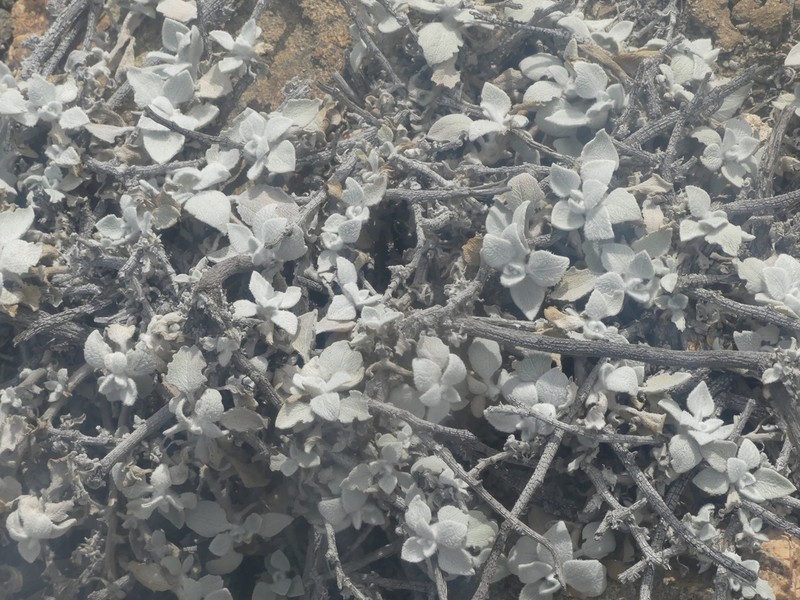 Encelia canescens photo 5