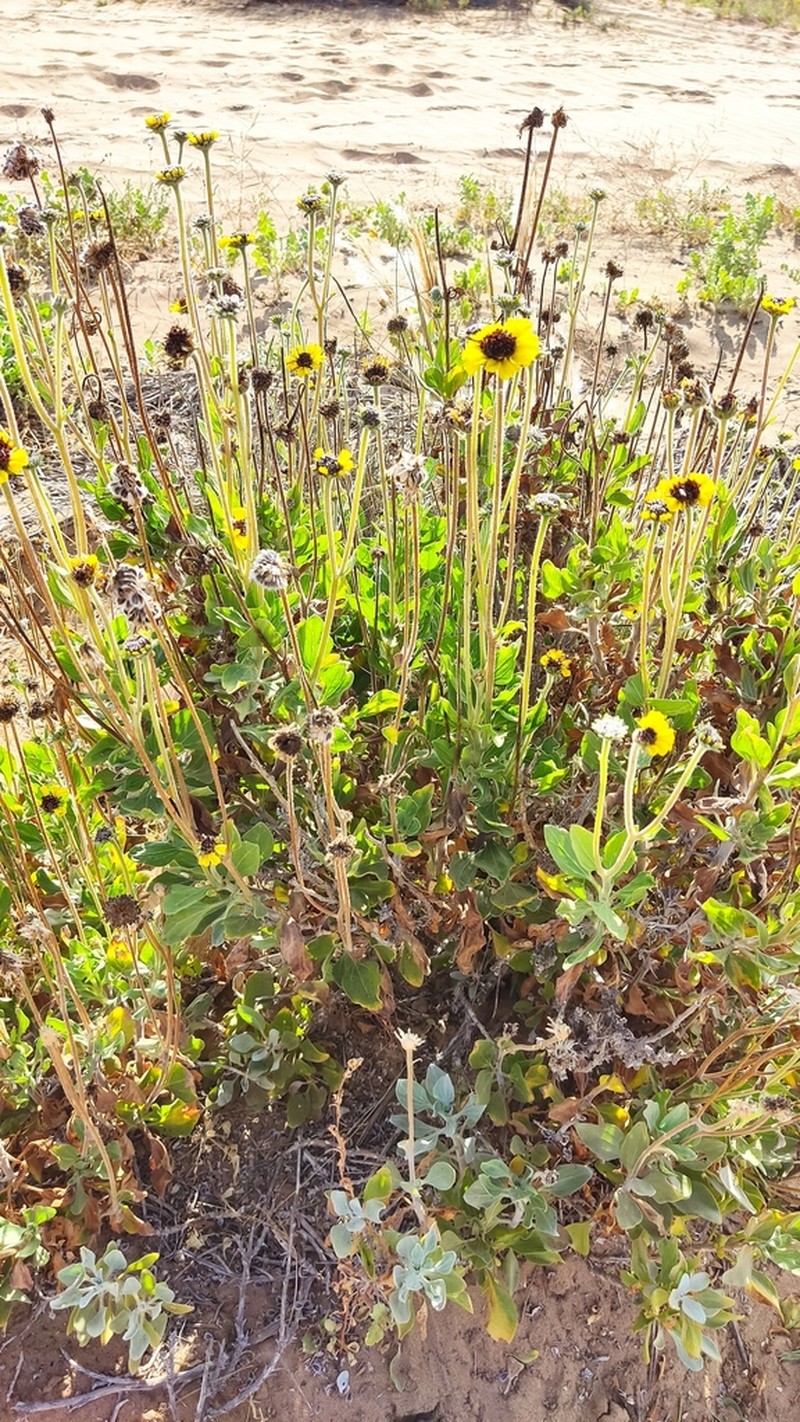 Encelia canescens photo 6