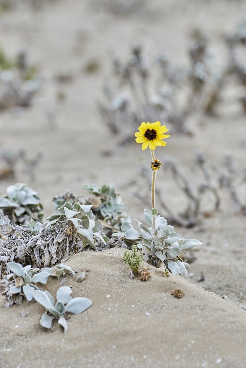 Encelia canescens photo 7