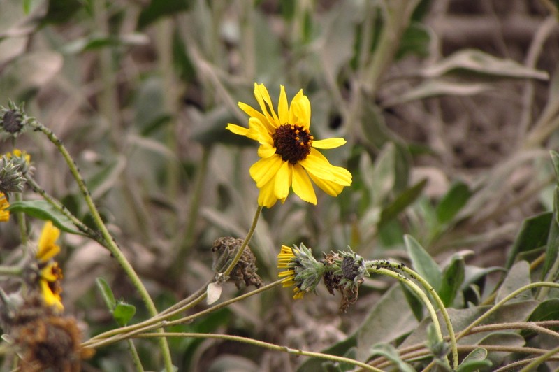 Encelia canescens photo 8