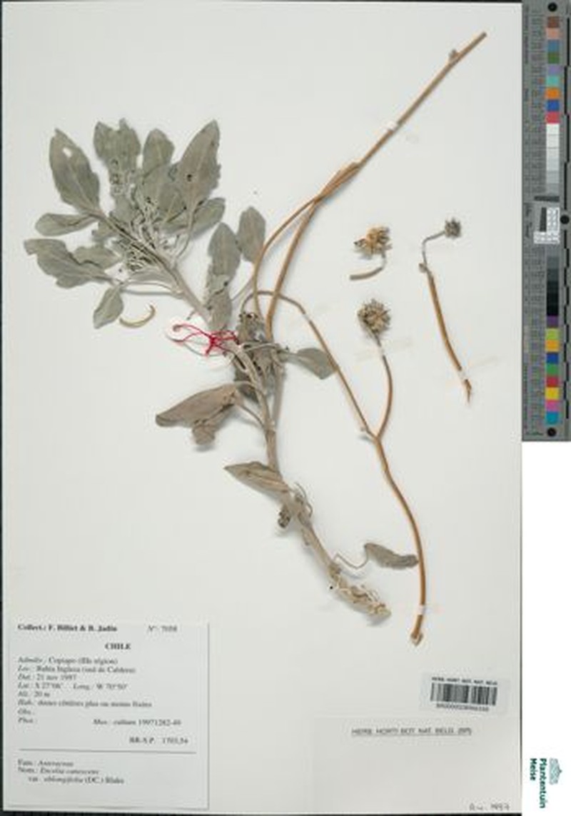Encelia canescens var. oblongifolia