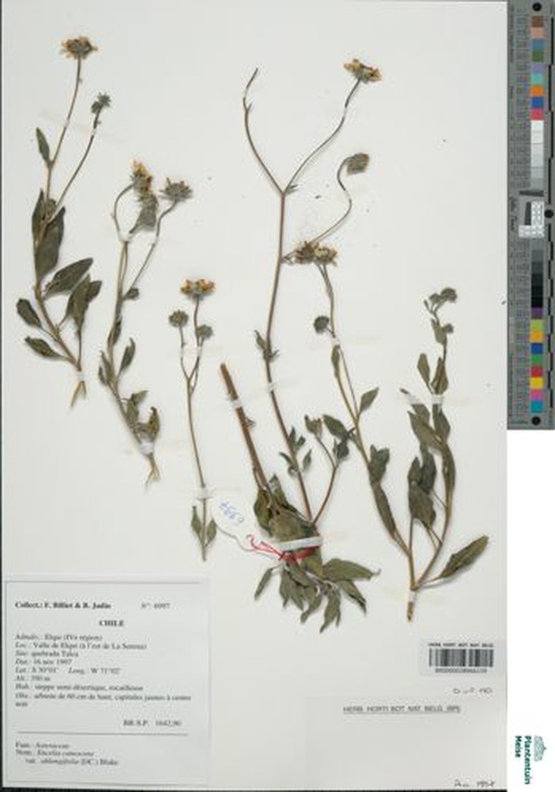 Encelia canescens var. oblongifolia photo 2