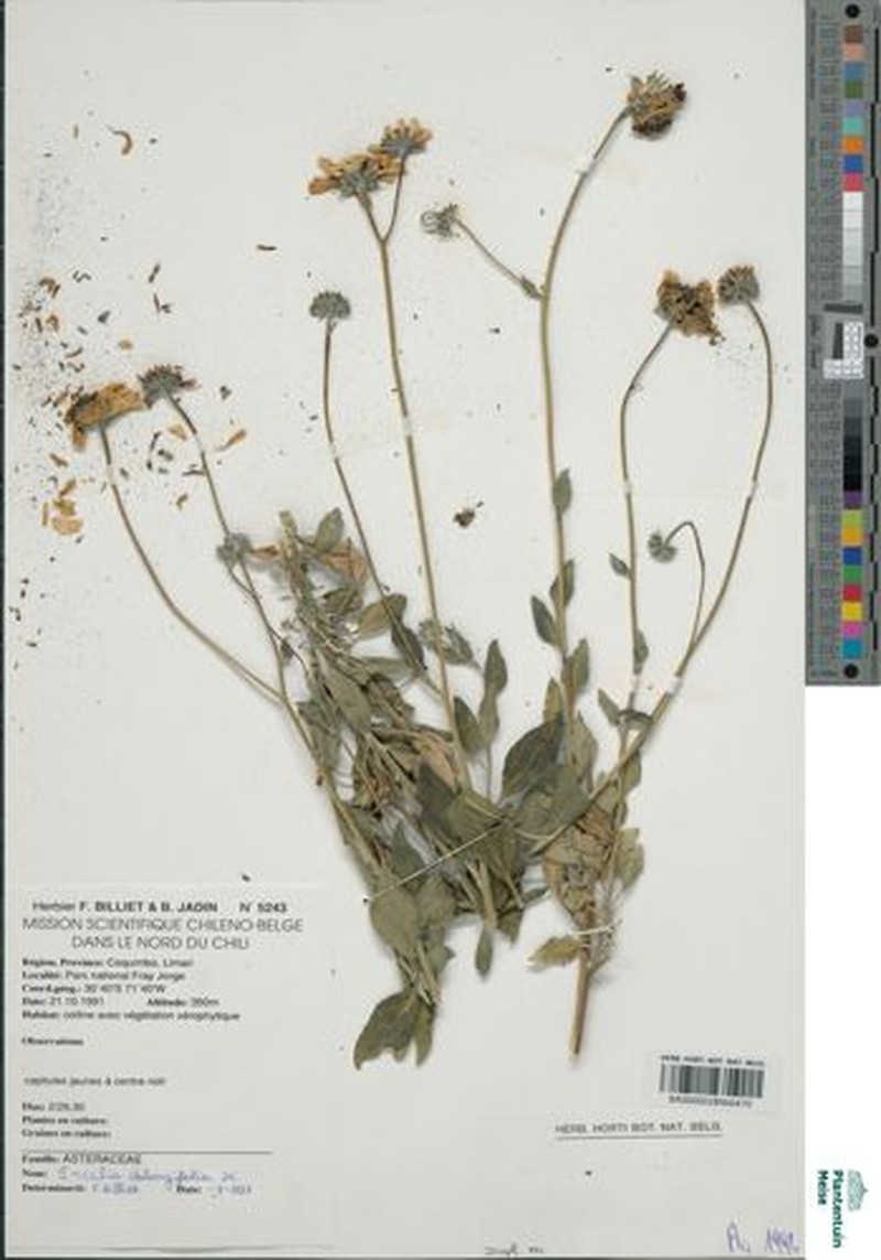 Encelia canescens var. oblongifolia photo 3