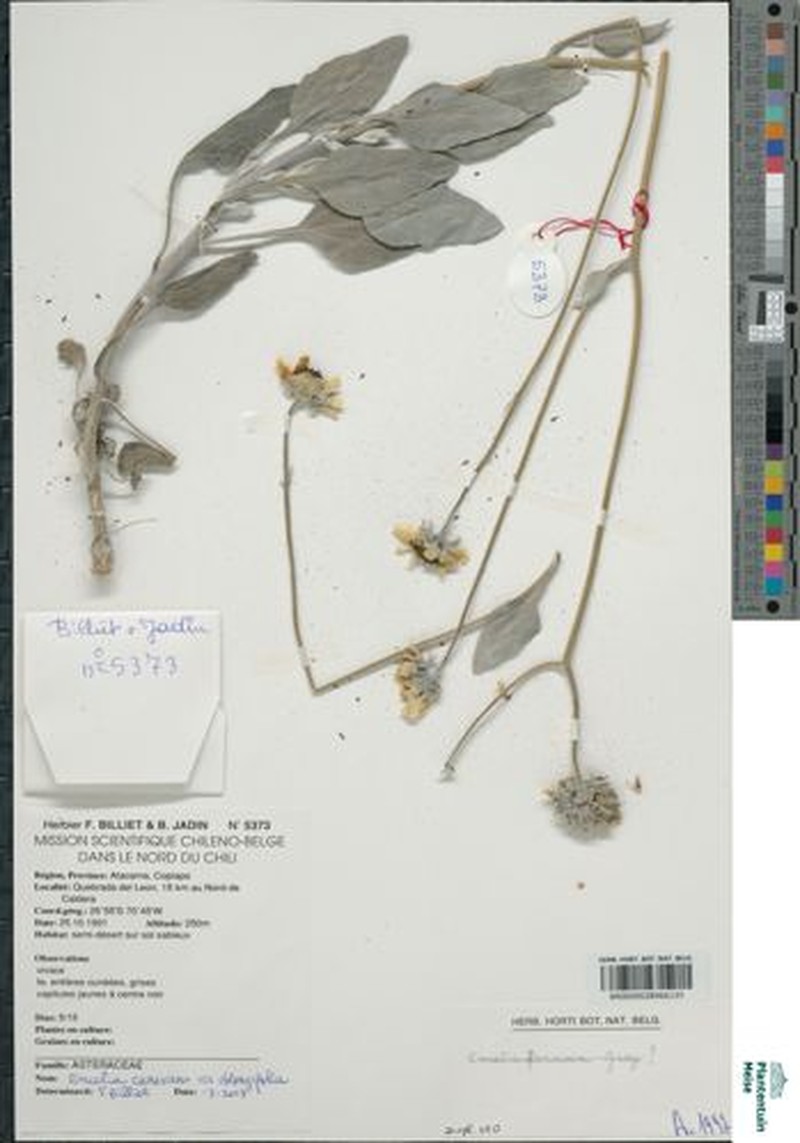 Encelia canescens var. oblongifolia photo 4