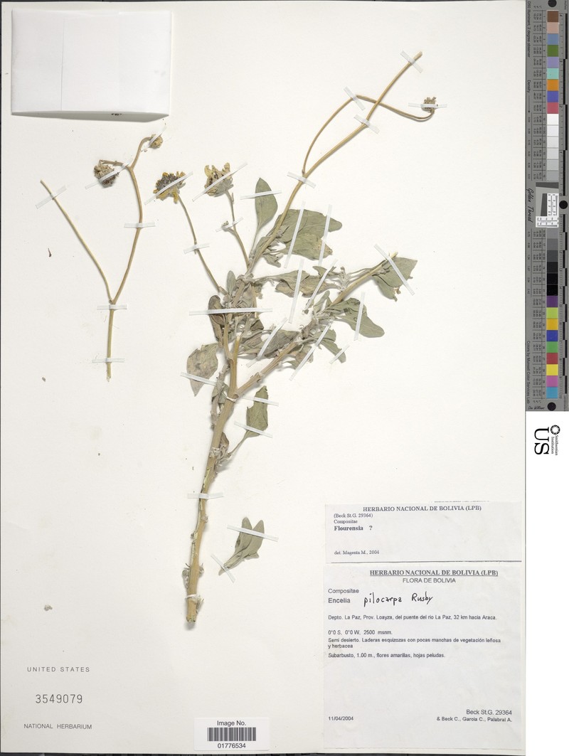 Encelia canescens var. parvifolia