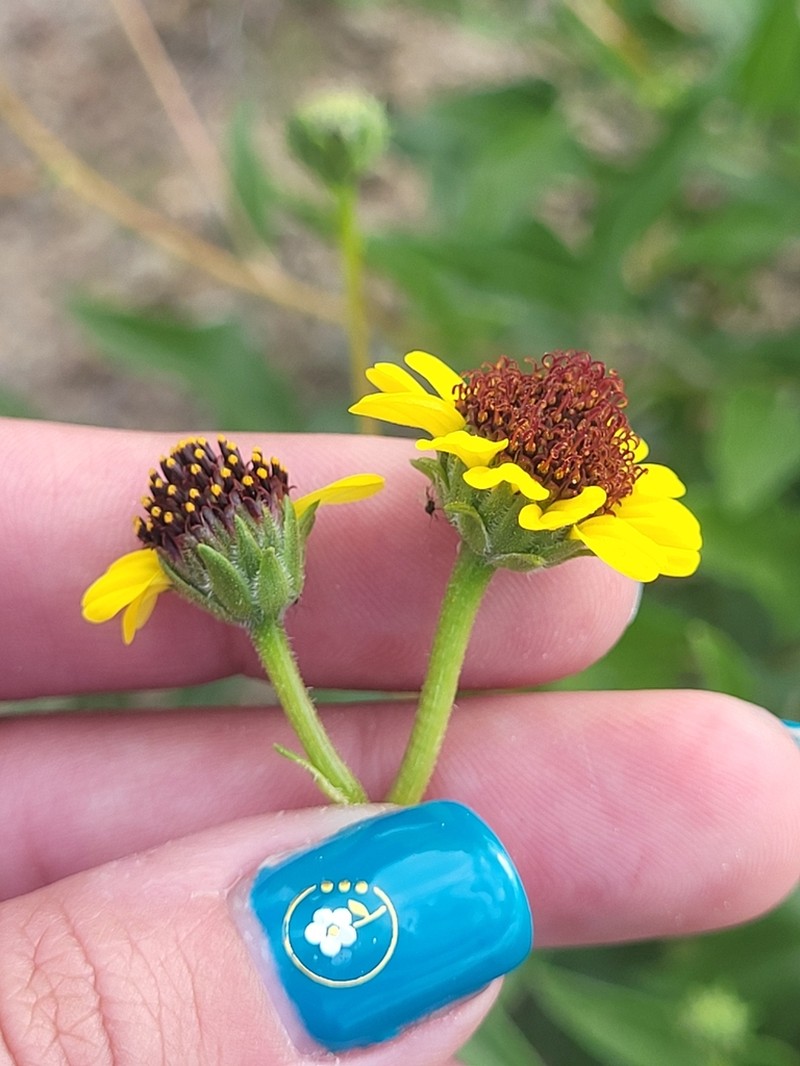 Encelia conspersa