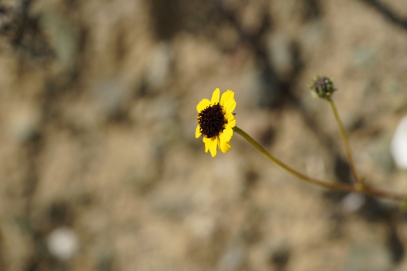 Encelia conspersa photo 2